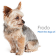 Image for article titled Amazon's Error Dogs, Ranked